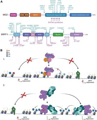 The MOZ-BRPF1 acetyltransferase complex in epigenetic crosstalk linked to gene regulation, development, and human diseases